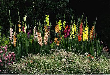 《生化危机2：重制版》宣布年内登陆iOS＆Mac 定价3990日元